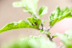 Come sbarazzarsi degli acari di ragno sulle piante