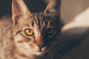 Come sbarazzarsi della tenia nei gatti