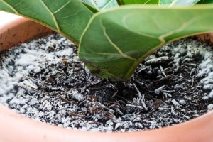 Come sbarazzarsi della muffa bianca sul terreno delle piante