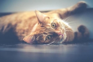 Come dare lo sciroppo a un gatto
