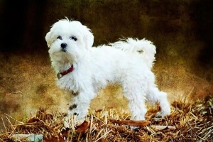 Come governare un cane maltese a casa?