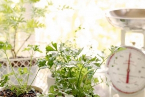 Come coltivare un giardino al coperto