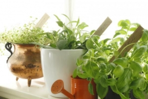 Come coltivare erbe aromatiche in casa
