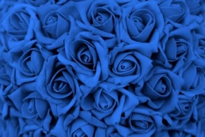 Come coltivare rose blu