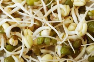 Come coltivare germogli di fagioli mung a casa?