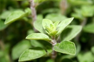 Come coltivare l'origano dal seme