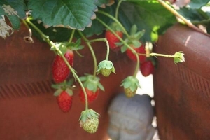 Come coltivare le fragole in un vaso