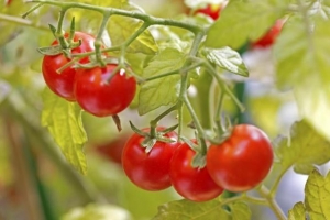 Come coltivare i pomodori in una pentola