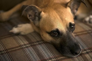 Come aiutare un cane impaurito a prendere confidenza?
