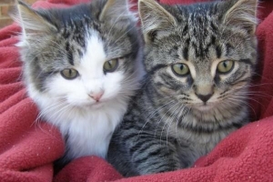 Come aiutare il mio gatto a partorire