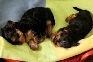 Come aiutare il mio cane a prendersi cura dei suoi cuccioli