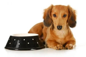 Come aiutare il mio cane a ingrassare
