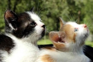Come presentare un nuovo gatto al tuo gatto