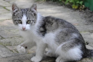 Come tenere i gatti lontani dal tuo giardino
