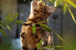 Come impedire ai gatti di mangiare piante