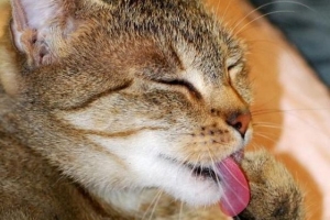 Come mantenere il tuo gatto pulito e sano?
