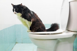 Come impedire al gatto di fare pipì in casa
