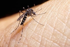 Come uccidere le zanzare tigre asiatiche