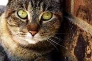 Come sapere se un gatto è in calore