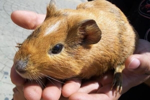 Come sapere se una cavia è incinta