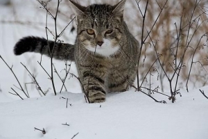 Come sapere se il mio gatto ha il raffreddore