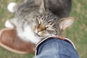 Come sapere se il mio gatto è in calore o incinta