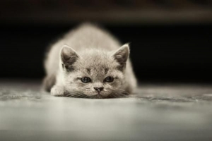 Come sapere se il mio gatto è triste