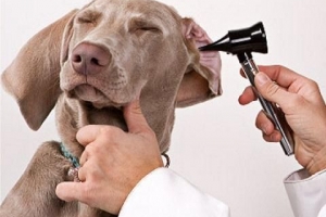 Come sapere se il mio cane ha un'infezione all'orecchio o un'otite