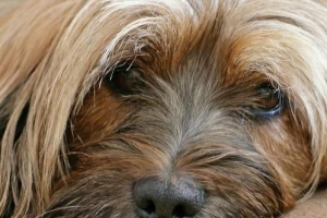 Come sapere se il mio cane ha la depressione