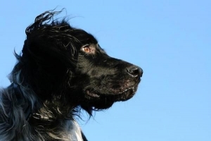 Come sapere se il mio cane ha la leishmaniosi