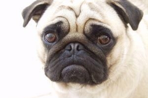 Come sapere se il mio cane ha il parvovirus