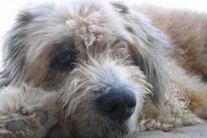 Come sapere se il mio cane ha la piometra