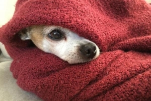 Come sapere se il mio cane ha il raffreddore
