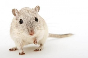 Come sapere se il mio criceto ha gli acari e cosa fare al riguardo
