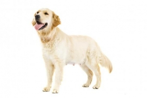 Come sapere se il tuo cane ha avuto un aborto spontaneo