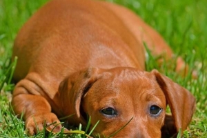 Come sapere se il tuo cane ha allergie