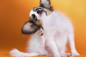 Come sapere se il tuo cane ha le zecche