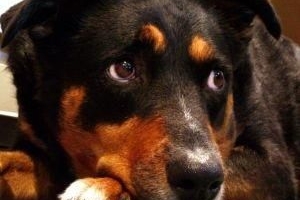 Come sapere se il tuo cane è disidratato