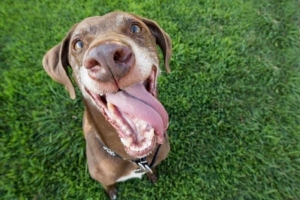 Come sapere se il tuo cane è felice: 7 segni