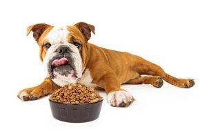 Come sapere se il tuo cane è in sovrappeso