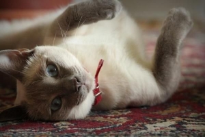 Come conoscere l'età di un gatto