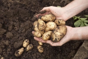 Come sapere quando le patate sono pronte per la raccolta