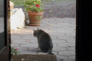 Come lasciare il mio gatto da solo per una settimana