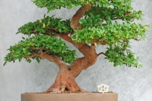 Come prendersi cura di un bonsai