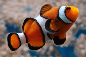 Come prendersi cura di un pesce pagliaccio