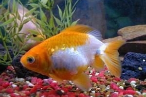 Come prendersi cura di un pesce d'acqua fredda?