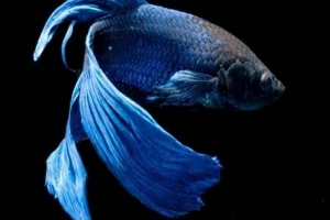Come prendersi cura del pesce betta