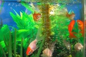 Come prendersi cura del pesce correttamente
