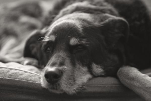 Come abbassare la febbre del mio cane con i rimedi casalinghi