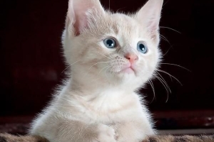 Come far imparare il nome a un gatto